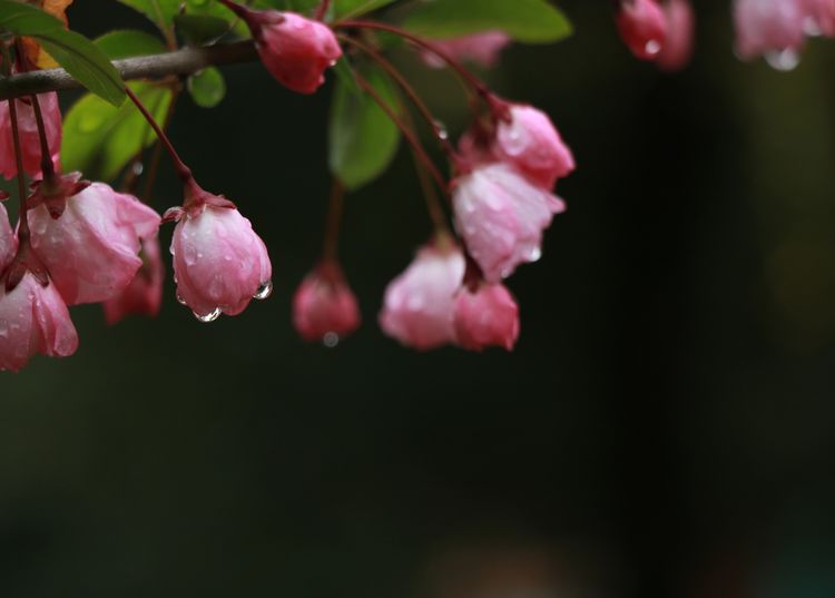 执手春天灼灼其华——咔嚓社最美遇见之寻找校园春意篇