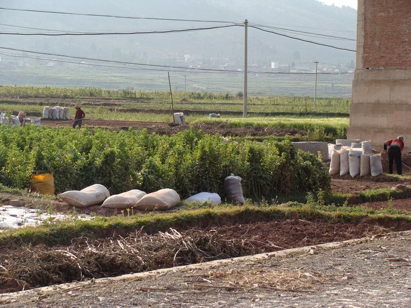 备战春耕学习好农业技术,春耕时节育苗忙特色种植促增收