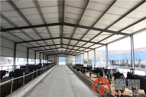 阳信数字化牧场亿利源,阳信亿利源规模