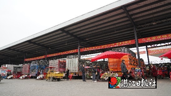 湛江菠萝在哪里,湛江正宗菠萝