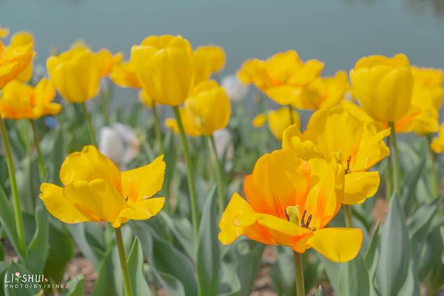 绘画我和春天有个约会,亲子绘画我和春天有个约会