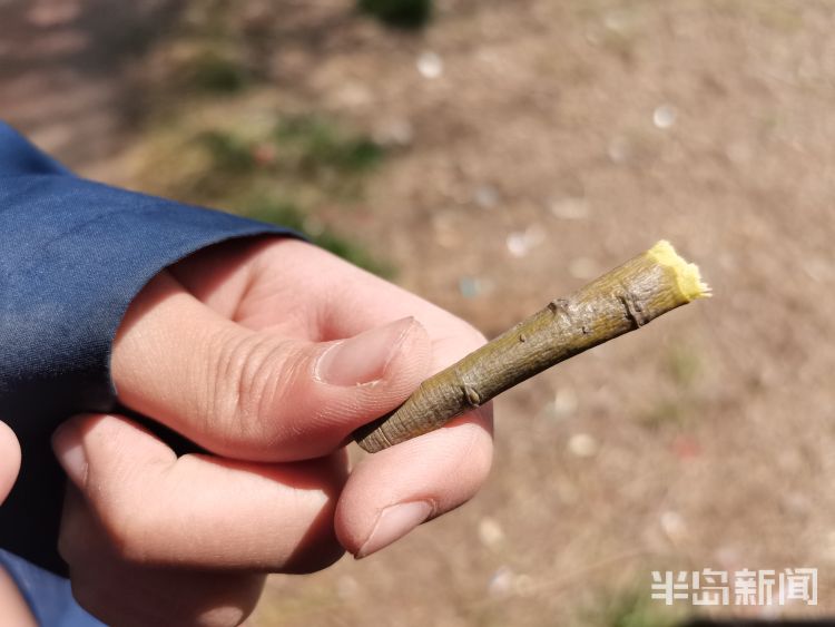 玩过“柳哨”的同学举手