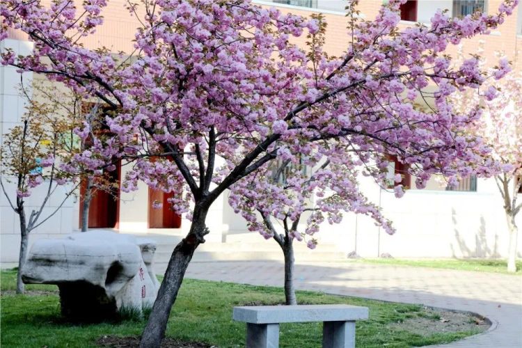 淄博五月樱花,淄博人山人海的樱花节