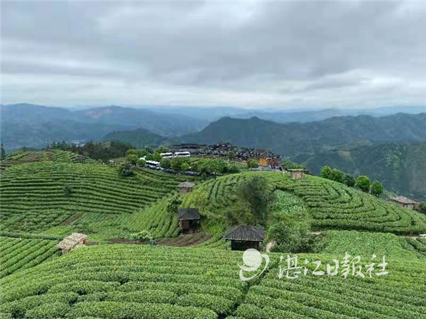 粤桂扶贫协作,粤桂协作谱写扶贫新篇章环江