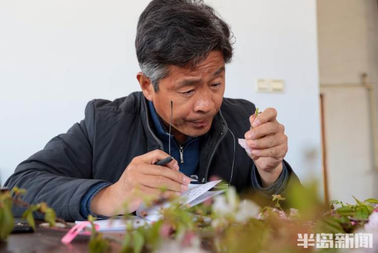 青岛樱花品种大全,青岛绿色樱花品种