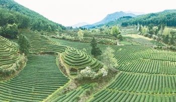 福建：茶园生产，“机”不可失