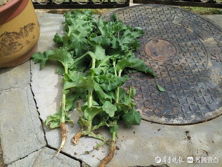 济南一市民竟在自家院里种*粟罂**，民警无人机巡查发现上门“铲毒”