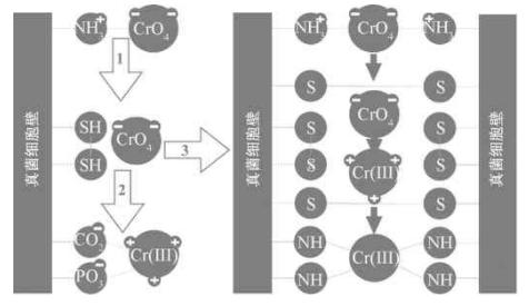 环保技术交流,生物技术交流展示