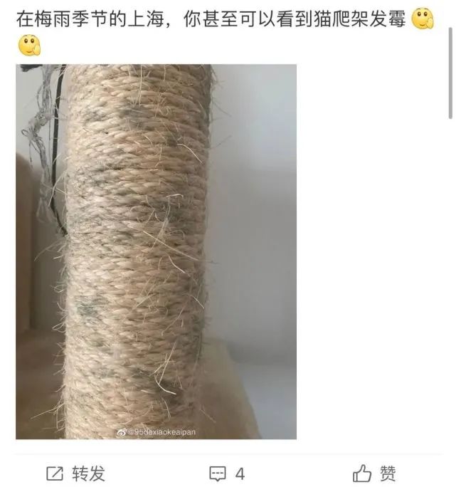 车发霉进icu,车子室内发霉