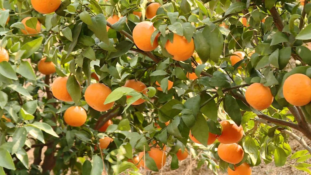 山乡巨变展新颜,山乡巨变