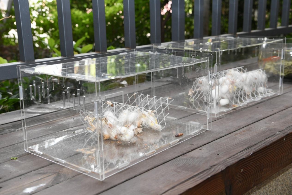 两江新区打造高端教育,两江新区教育的变化