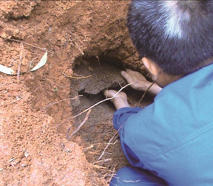 白蚁防治所是用什么方法杀白蚁的,白蚁遭遇战这套防蚁攻略请收好
