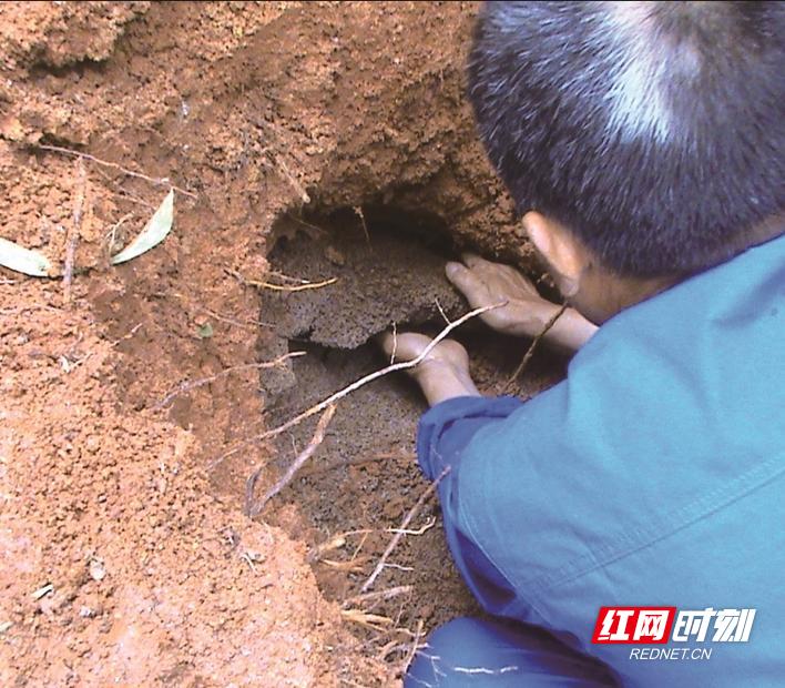 关于如何注意防白蚁的事项,白蚁遭遇战这套防蚁攻略请收好