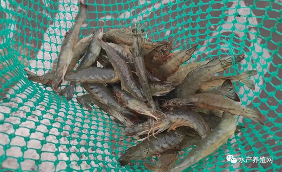 对虾价格低迷,对虾价低迷养殖户如何应对