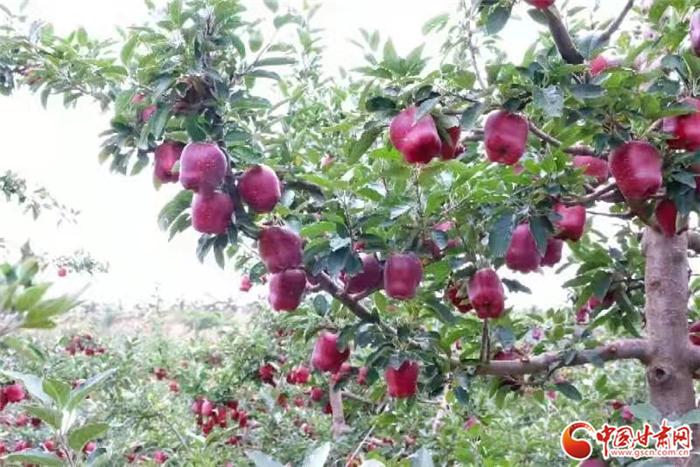 陇南礼县为什么叫秦皇故里,陇南礼县秦皇故里视频