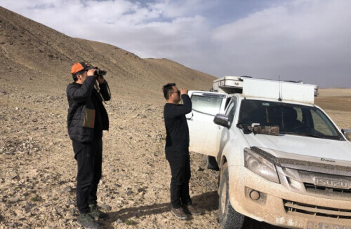 藏羚羊迁徙之谜原因,藏羚羊为什么被称为高原精灵