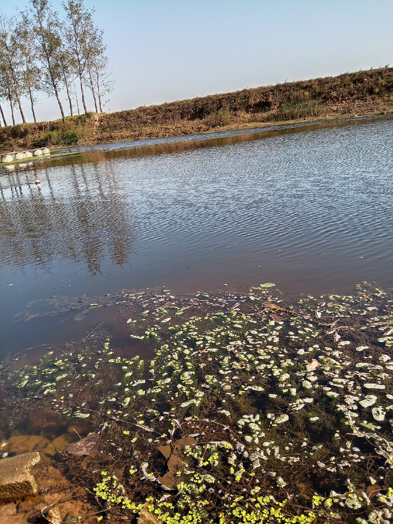 夜钓走水太厉害漂立不起来,夜钓鱼起浮到水面了怎么钓