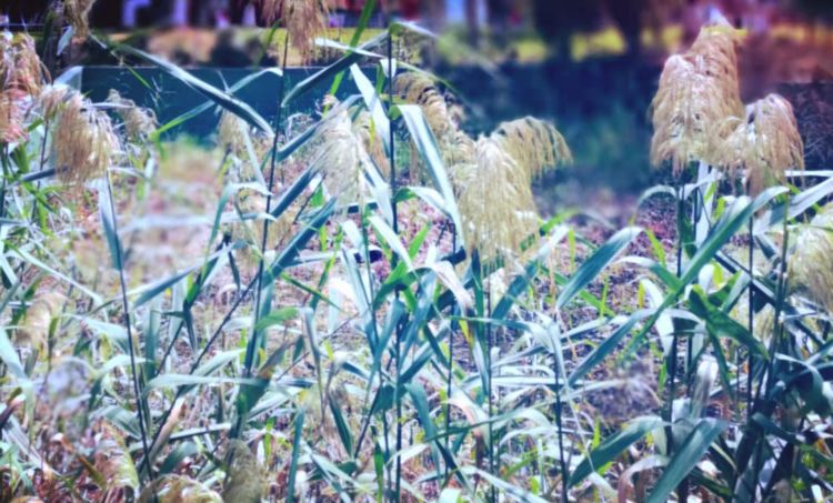 从电影《长津湖》想到的/赵顺年