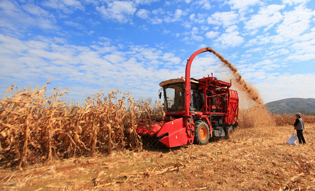 生态湿地百鸟来栖视频,护大河之洲引百鸟来栖