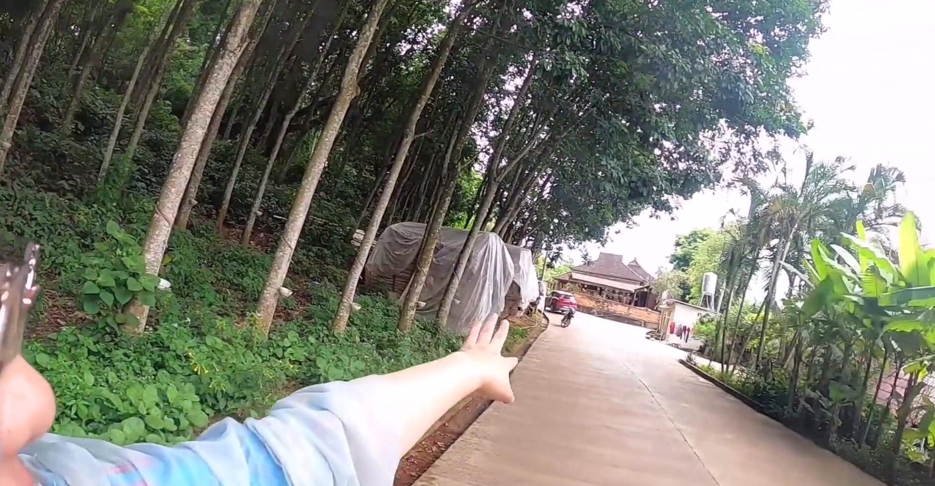 西双版纳热带雨林导游,西双版纳热带雨林谷导游