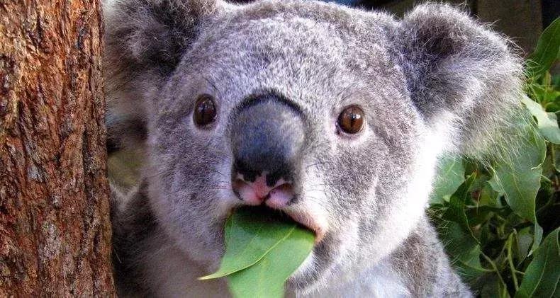 20亿美元！考拉住进“阿里动物园”，薅羊毛*党**哭了……