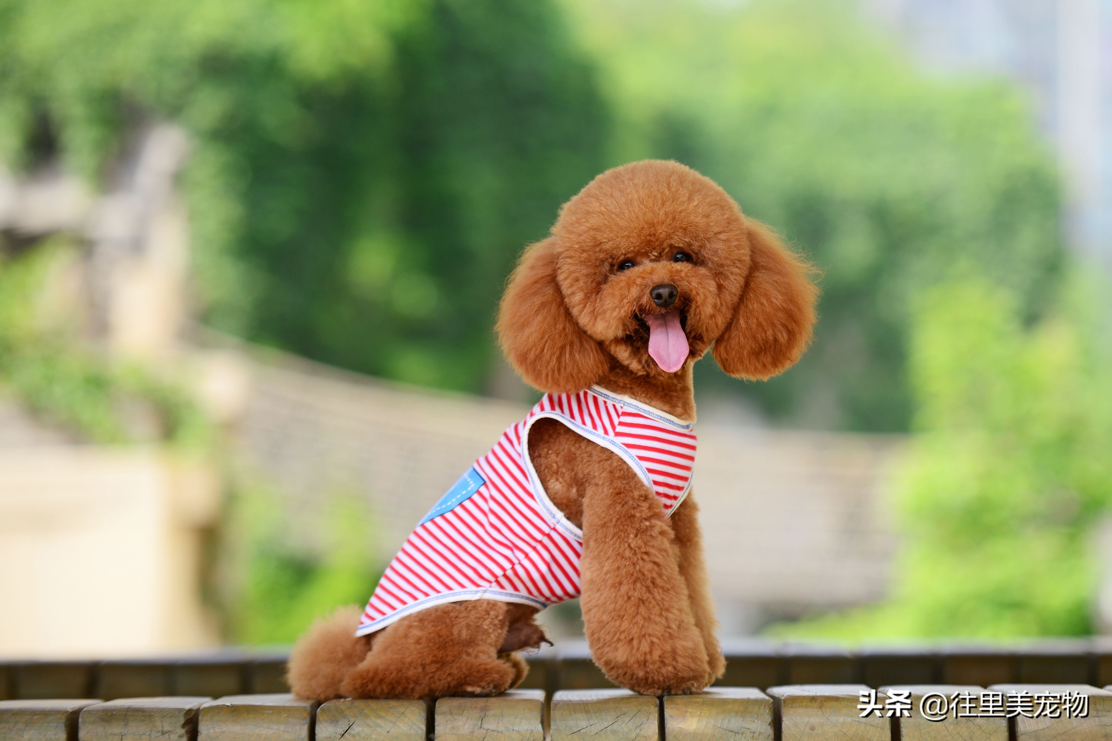 泰迪狗泪痕重怎么办,泰迪狗又有泪痕怎么办