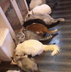 猫咪长了像胡子一样的毛 (为什么一个月多的猫咪毛发很凌乱)