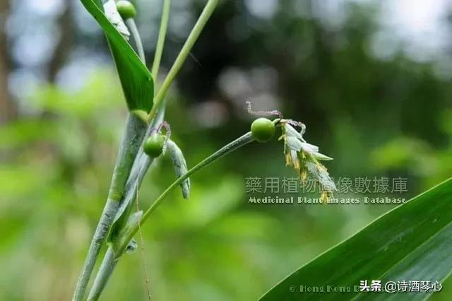 每天最少学一味中药桃仁,每天最少学一味中药白术