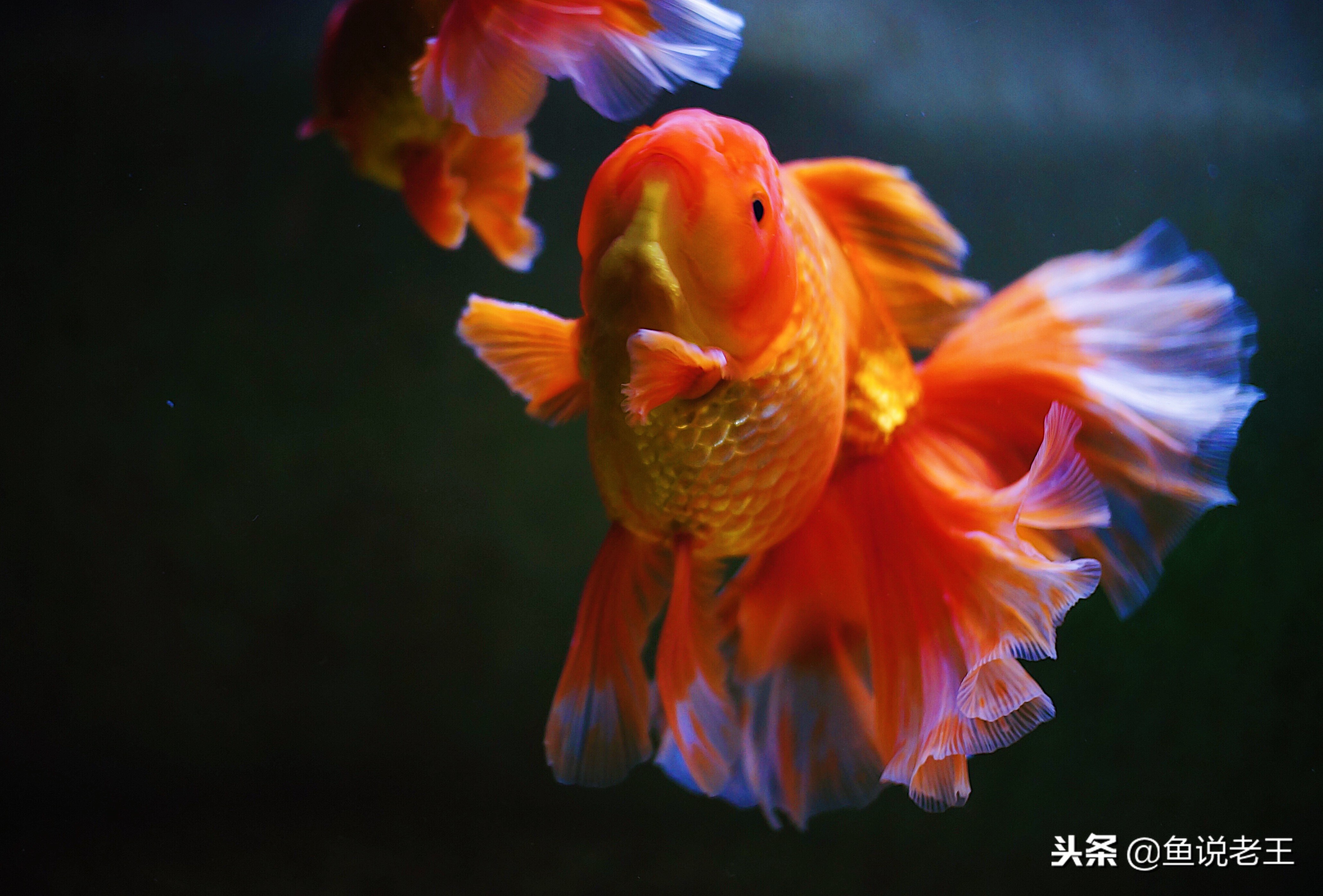 硝化细菌放多了会对鱼儿有影响吗,硝化细菌一放下去鱼儿当场就死了