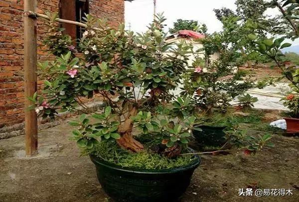 桃金娘的正确使用方法,桃金娘1月份怎么养