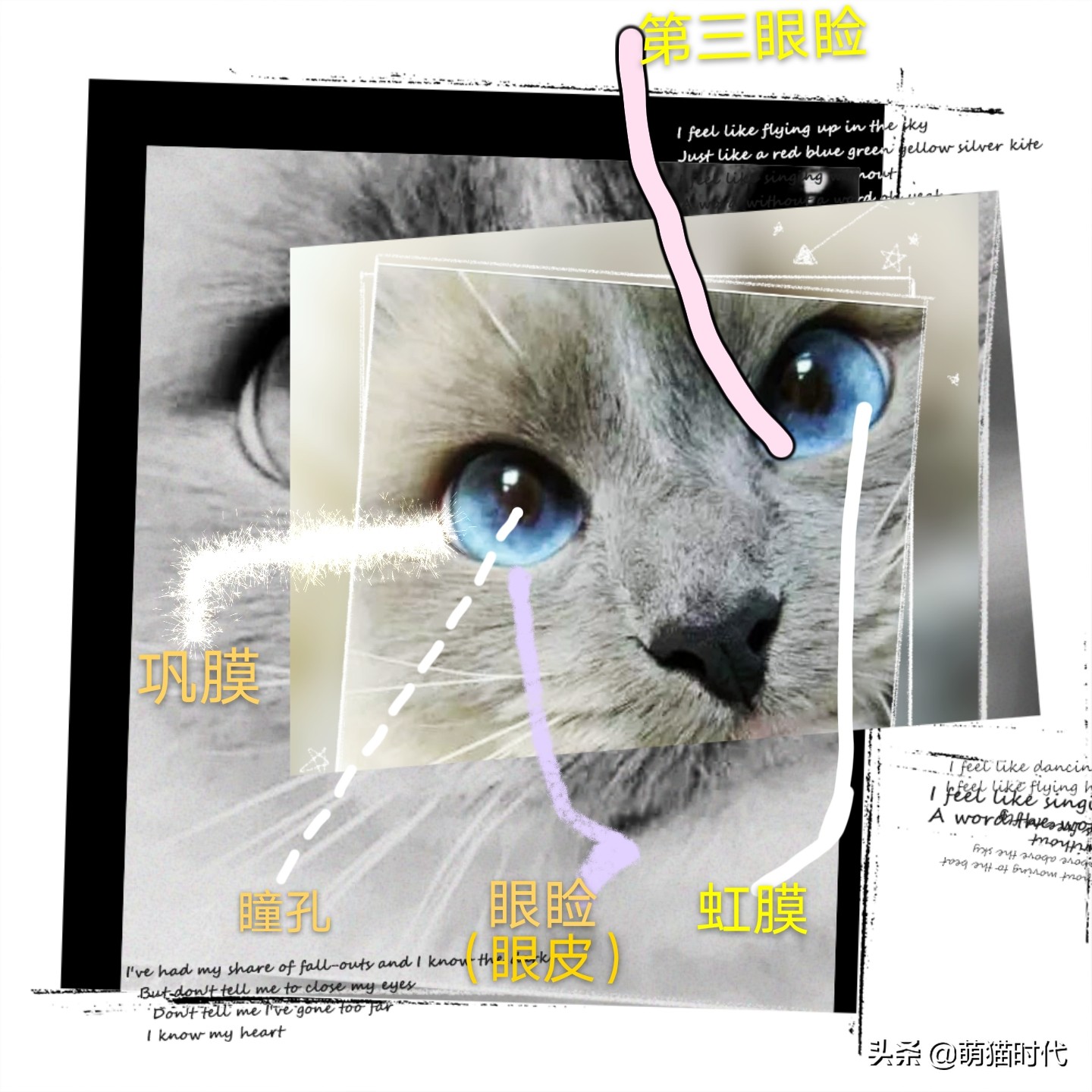 怎么判断猫咪的视力和听力,认知小猫