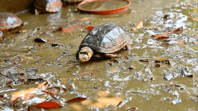 奶奶做豆沙糕视频,奶奶做巧克力奶茶