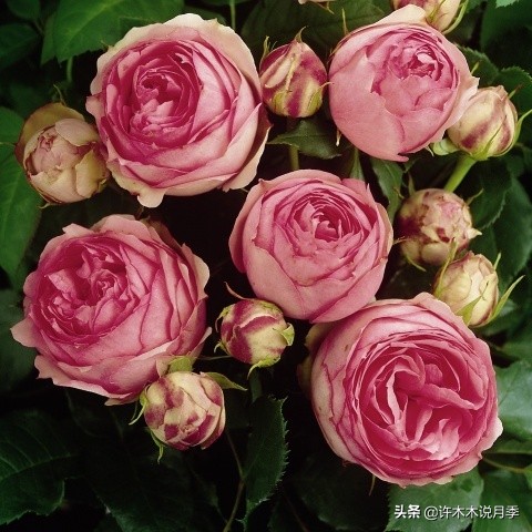 多菌灵可以治疗月季灰霉病吗,月季灰霉病黑斑病黄叶打什么药