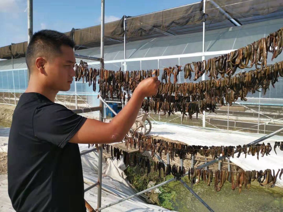 水蛭被吃进肚子里会存活吗,将水蛭放入冰箱还能活