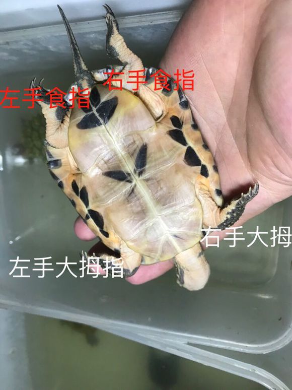 深水养龟溺水症状,乌龟溺水急救案例养龟必看