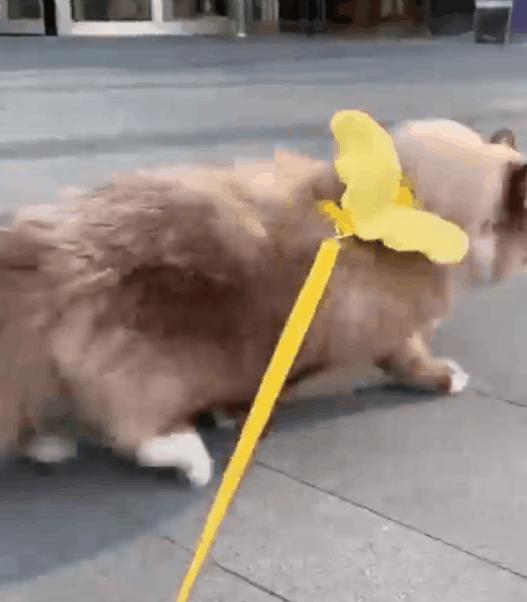 5000元左右的布偶猫怎么样,5000元买布偶猫