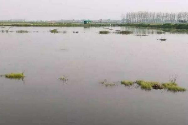 虾塘猪粪能肥水吗如何肥水,虾塘用什么肥水是最好的