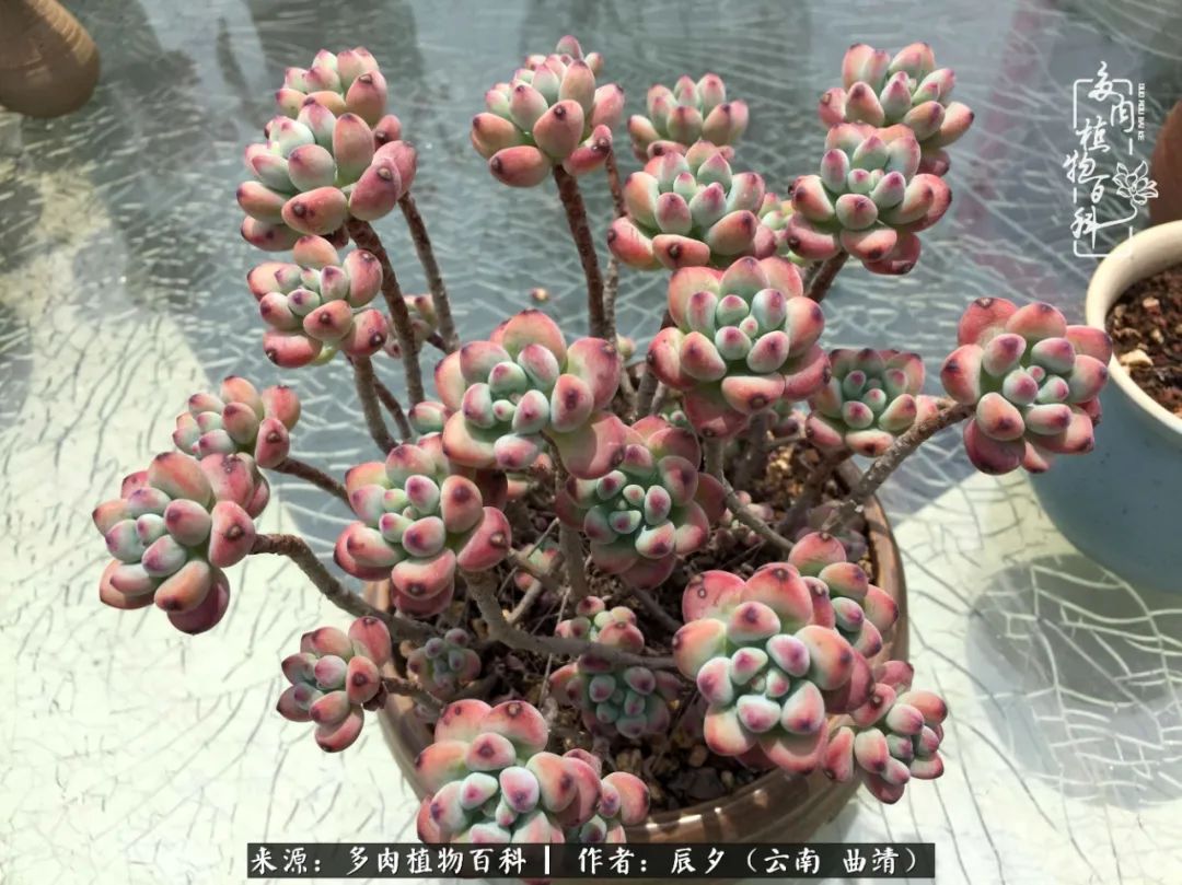 缂辩换鏃栨棊钁宠暏鐢熼,缂辩换鏃栨棊钁宠暏鐢熼鍑哄