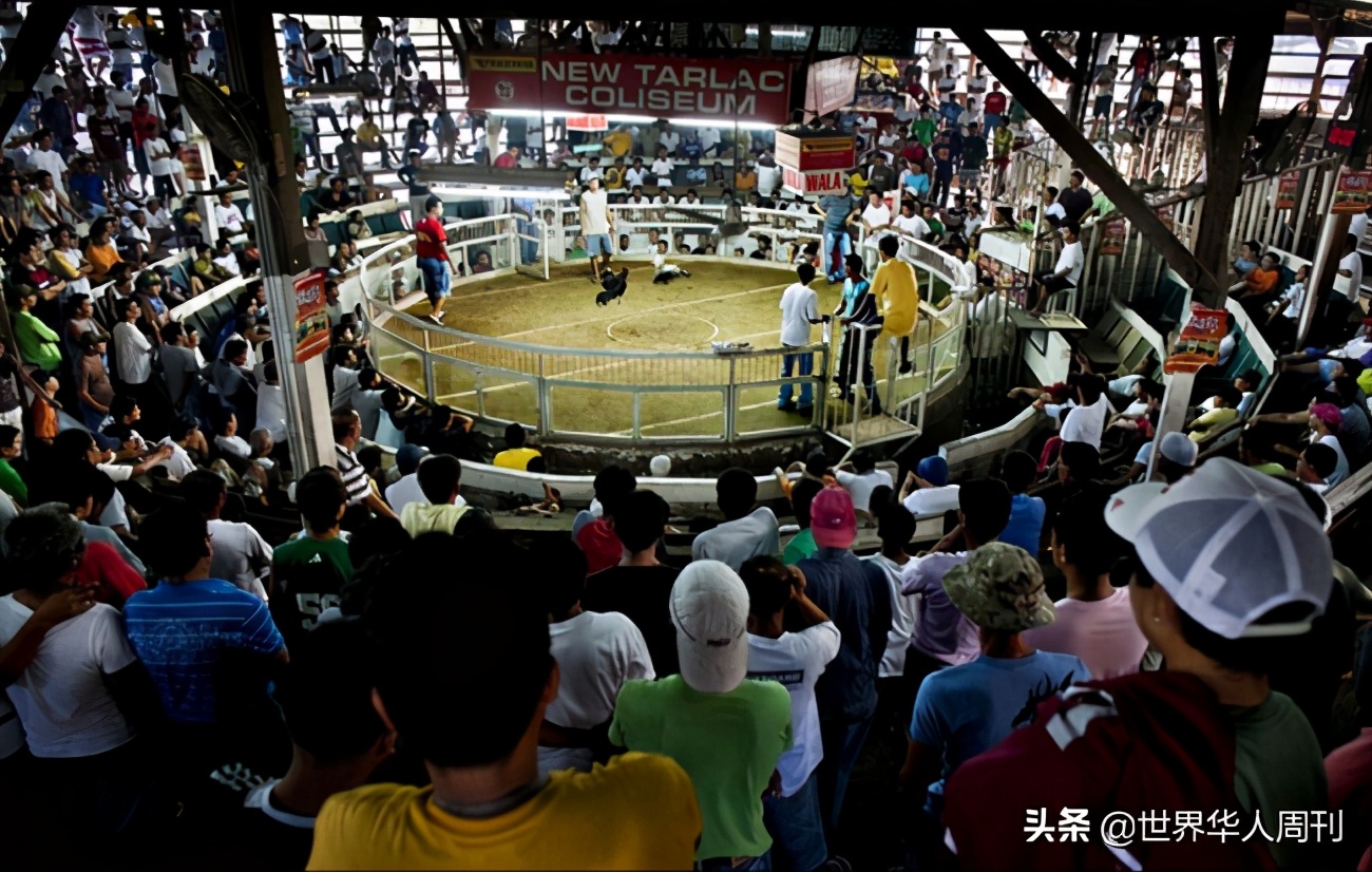 菲律宾斗鸡带刀杀死主人,一警察被公鸡刺死