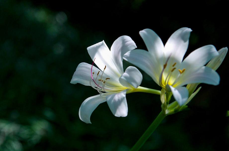 有关玉簪花的古诗词,古诗暗香的诗句
