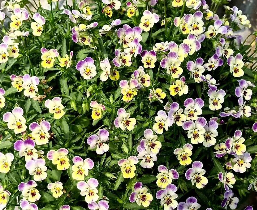 角堇和皱边角堇哪个花大,皱边角堇和穗边角堇的区别