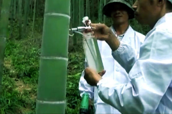 红极一时竹筒酒突然消声,最知名真正的竹筒酒