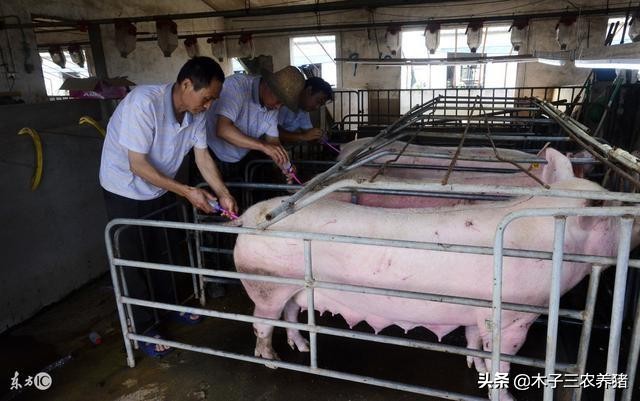 母猪第一次下崽应注意哪些,母猪怎样下崽多