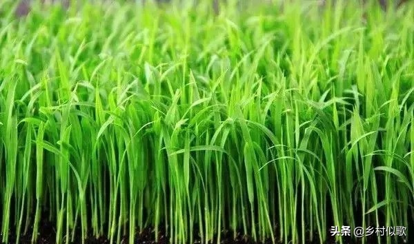 水稻哪个时期容易发生冻害,水稻什么时期最怕高温