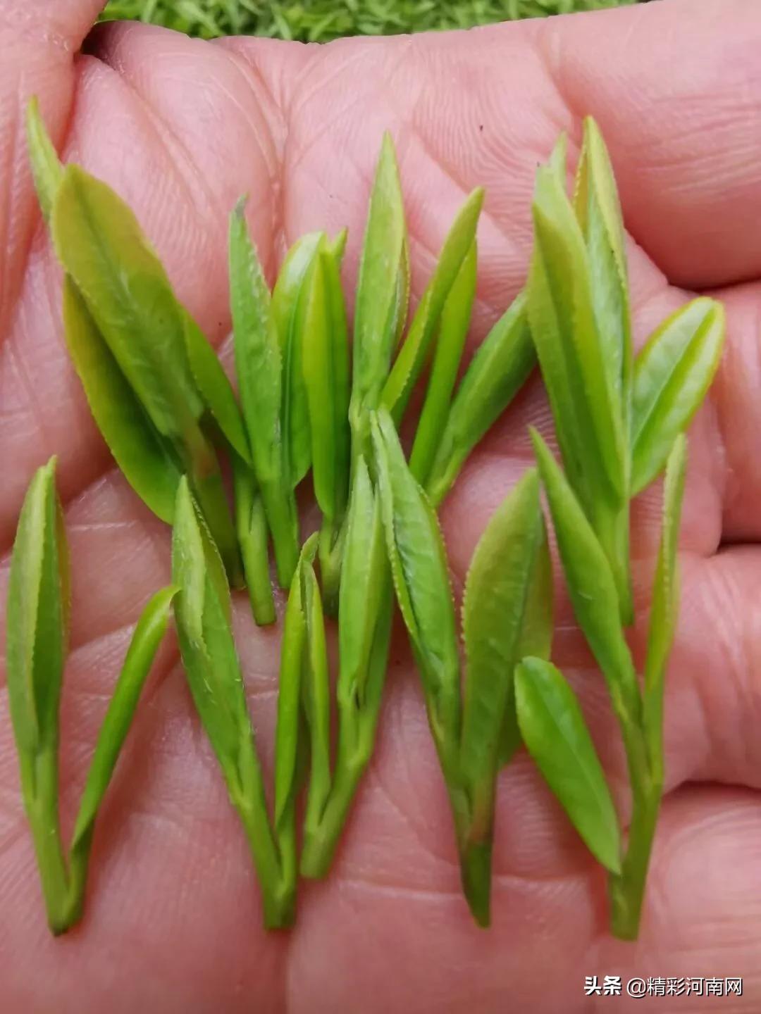 妙婵自叹,妙婵讲普通话