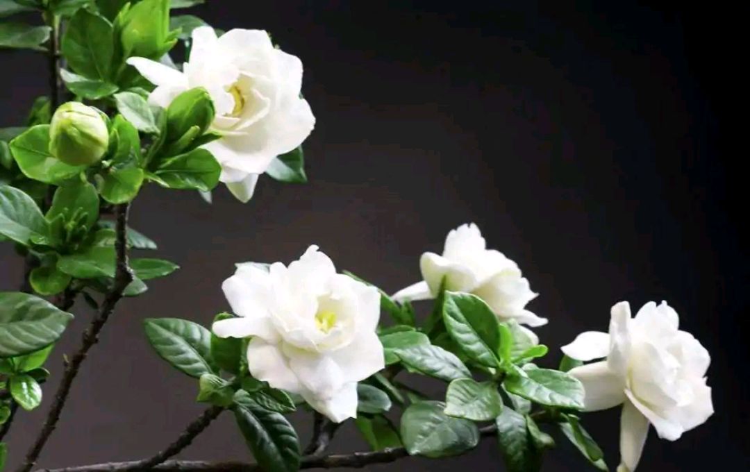 这“38种花”，当你开始收集品种时，你已入坑颇深