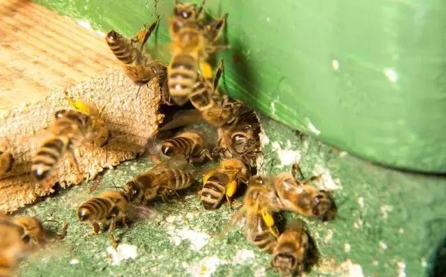 老蜂农一步步教你,蜜蜂如何分蜂四步教你快速分蜂