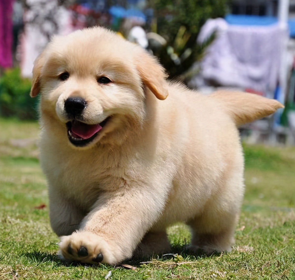 新手铲屎官金毛,新手铲屎官如何挑选健康的猫咪