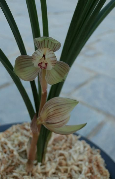 春兰荷瓣艺草名品欣赏,春兰荷瓣名品兰花价格