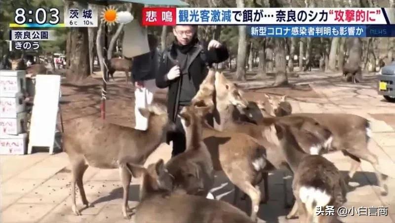 没有中国游客的日本景区,日本旅游业怎么样了